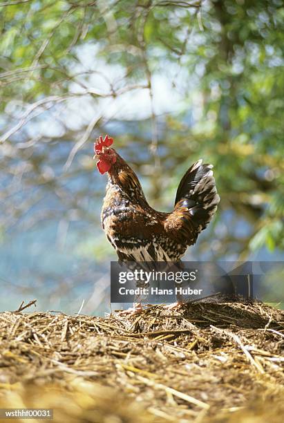 rooster, close up - up stock pictures, royalty-free photos & images