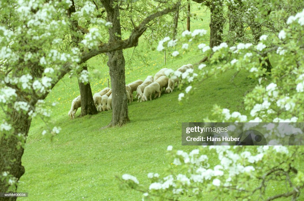 Large group of sheep grazing, Austria