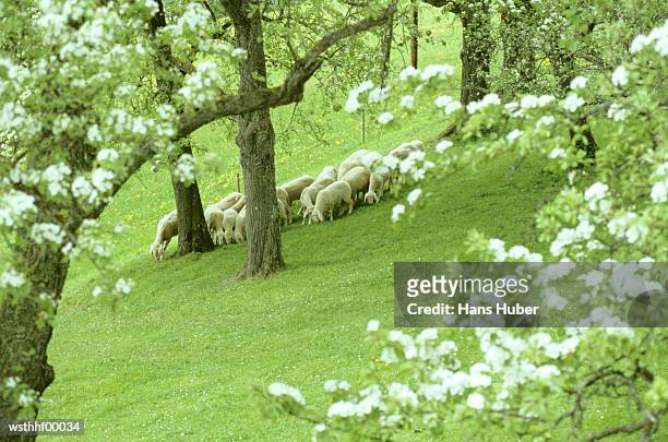 large group of sheep grazing, austria - artiodactyla bildbanksfoton och bilder
