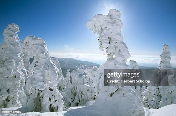 germany, bavarian forest, large arber - wasserform stock-fotos und bilder