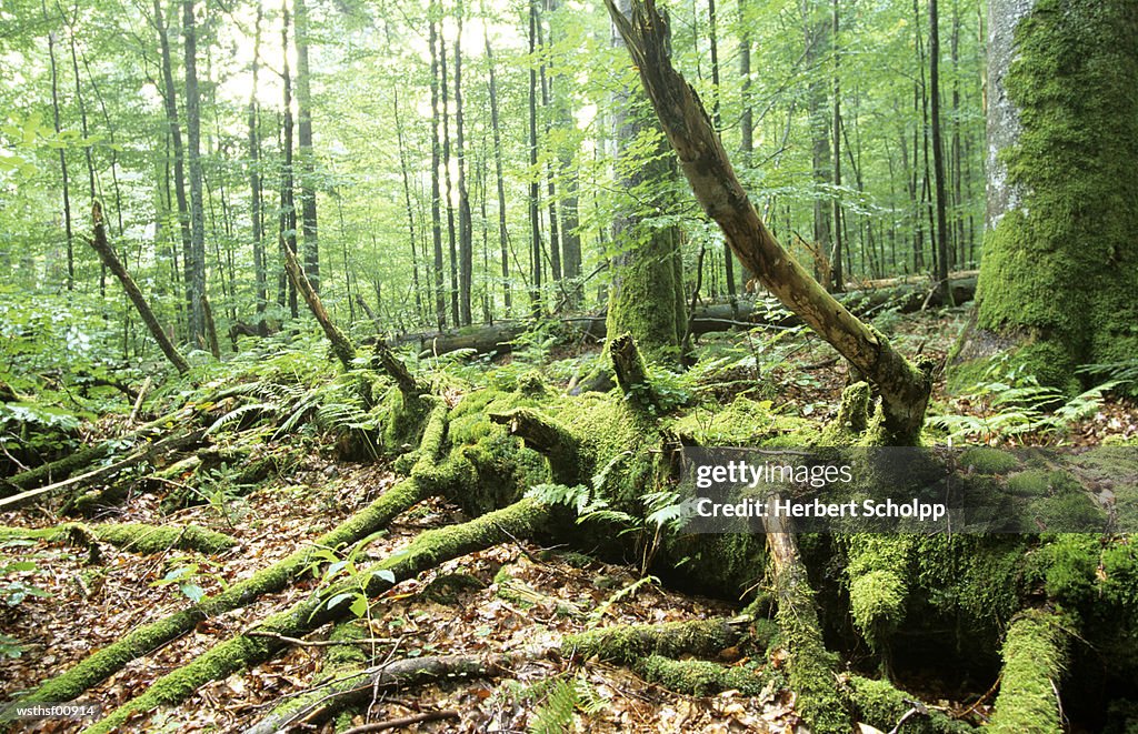 Germany, Bavarian forest, National park