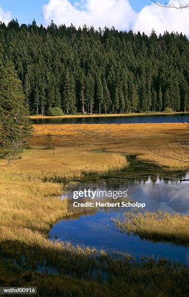 germany, bavarian forest, gro?er arbersee - the lady garden gala hosted by chopard in aid of silent no more gynaecological cancer fund cancer research uk stockfoto's en -beelden