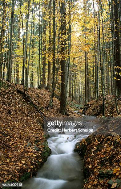 germany, bavarian forest, near buchenau - thousands of british and irish students descend on spanish town for saloufest stockfoto's en -beelden