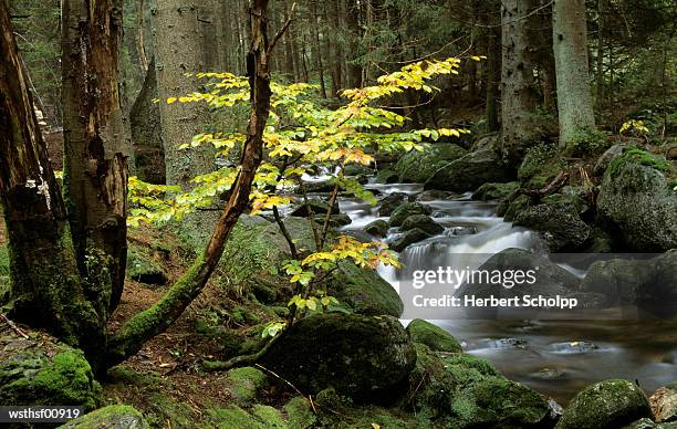 germany, bavarian forest, mountain stream cascading around moss-covered rocks - the lady garden gala hosted by chopard in aid of silent no more gynaecological cancer fund cancer research uk stockfoto's en -beelden