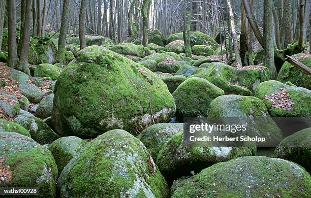 germany, bavarian forest, near falkenstein - thousands of british and irish students descend on spanish town for saloufest stockfoto's en -beelden