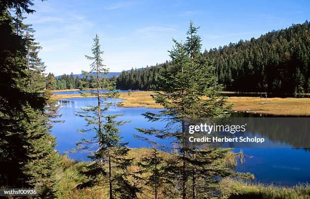 germany, bavarian forest, kleiner arbersee - thousands of british and irish students descend on spanish town for saloufest stockfoto's en -beelden