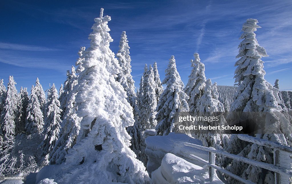 Snow covered trees, at Dreisessel, Bavarian Forest, Germany