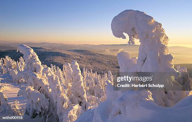 snow covered forest, grosser arber, bavarian forest, germany - watervorm stockfoto's en -beelden