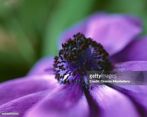 oranager poppy, extreme close up - flower part fotografías e imágenes de stock