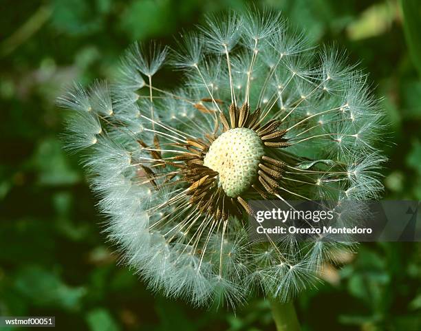 dandelion, close up - flower part fotografías e imágenes de stock