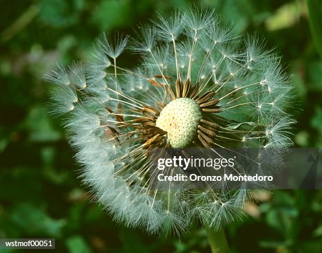 Dandelion, close up Dandelion, close up