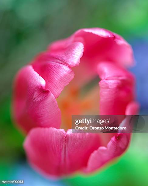 pink tulip, close up - lily family photos et images de collection