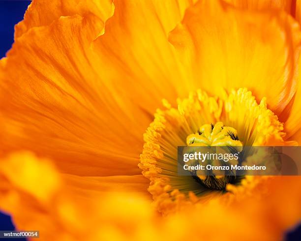 oranager poppy, extreme close up - parte de flor fotografías e imágenes de stock
