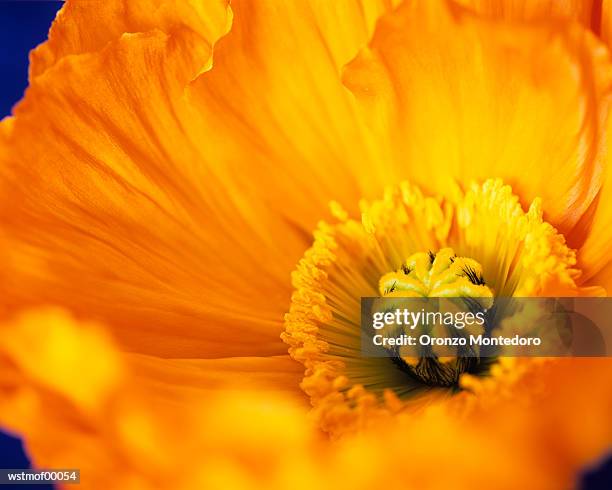 oranager poppy, extreme close up - parte da flor - fotografias e filmes do acervo