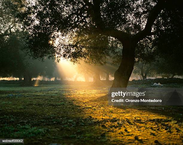 olive tree in sunrise, italy - 野茂 英雄 dodgers or mets or brewers or tigers or red sox or rays or royals stockfoto's en -beelden