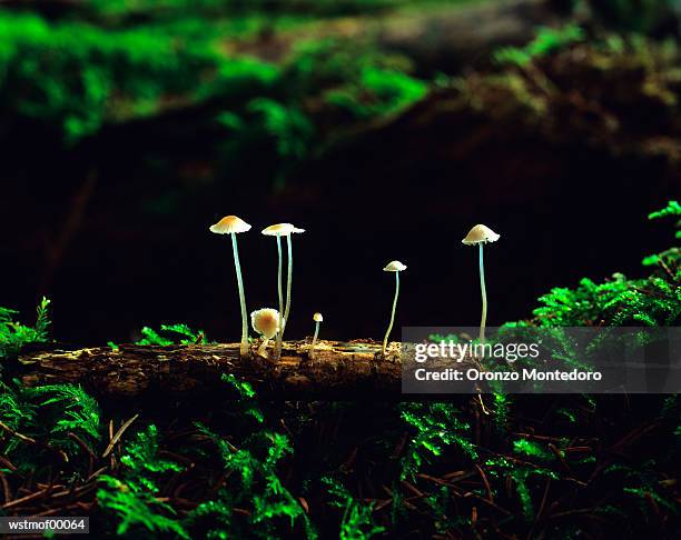 fungus in the forest, bavaria, germany - on the set of the cj e m corp idol school reality television show stockfoto's en -beelden