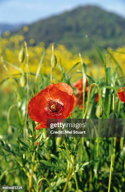 red poppies, close up, costa brava, spain - parte di fiore foto e immagini stock