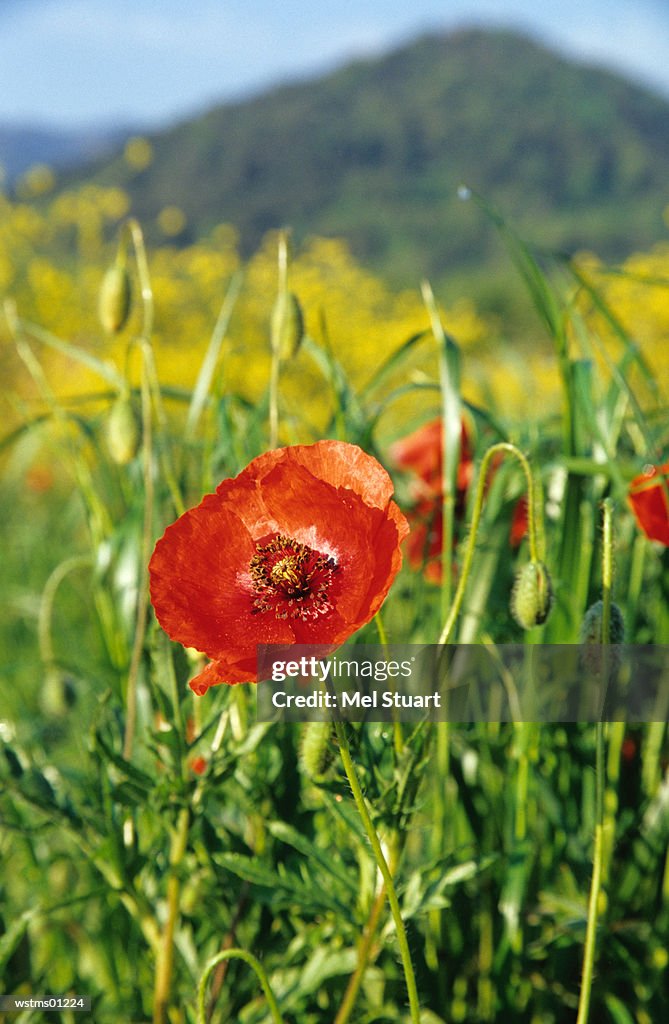Red poppies, close up, Costa Brava, Spain