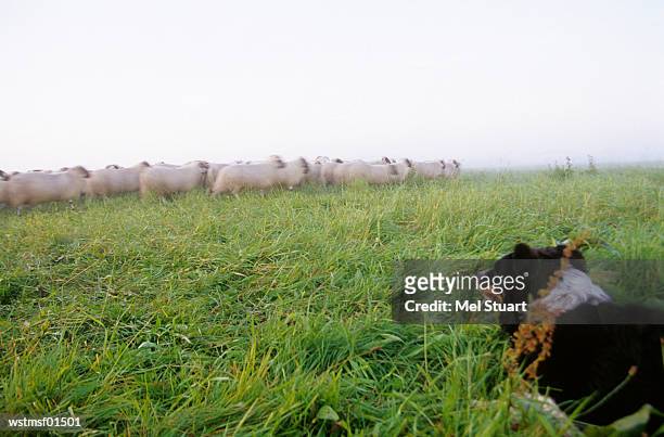 germany, lower saxony, border collie, herd of sheep grazing in field - mamífero ungulado - fotografias e filmes do acervo