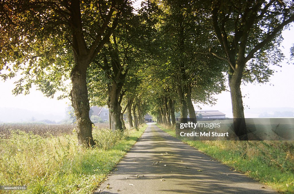 Avenue in Riemsloh, Osnabruecker country, Germany