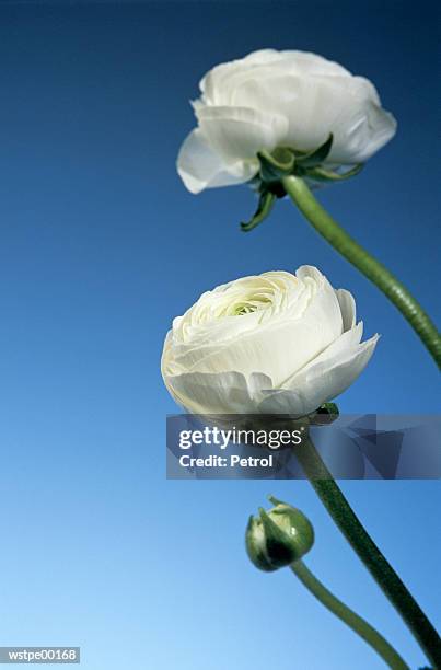 buttercups, close up - flower part fotografías e imágenes de stock