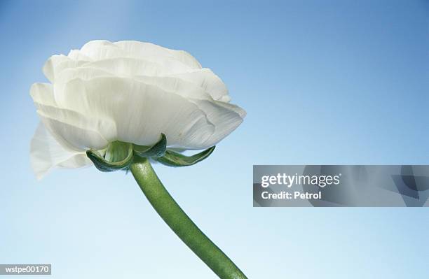 buttercup, close up - premiere of warner bros pictures san andreas red carpet stockfoto's en -beelden