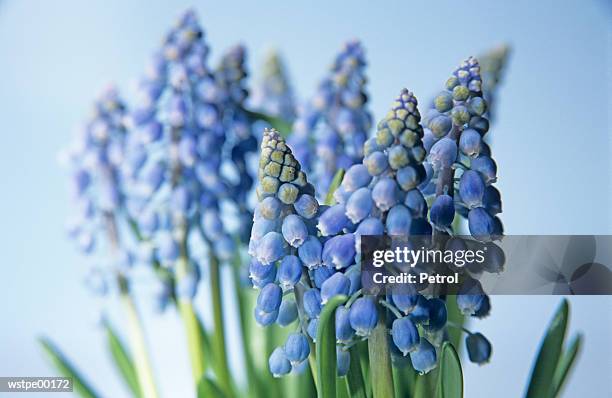 grape hyacinths - temperate flowers stock-fotos und bilder