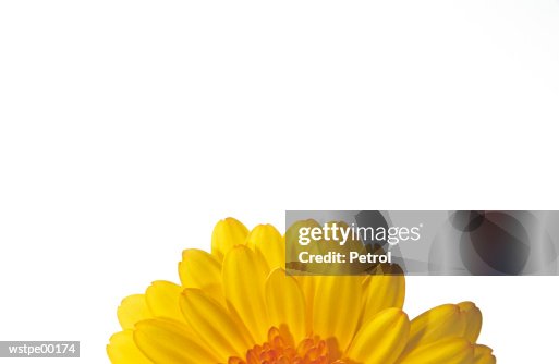 Sunflower, part of Sunflower, part of