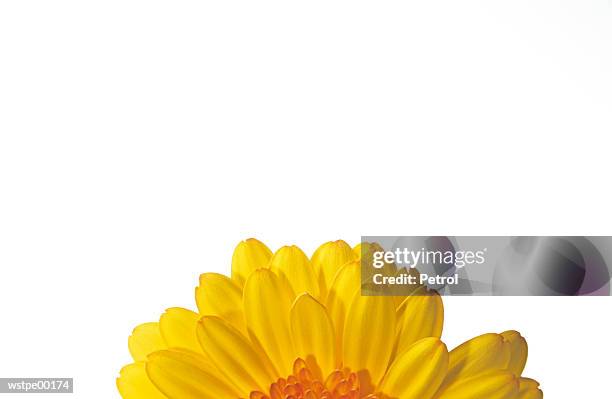 sunflower, part of - of stockfoto's en -beelden