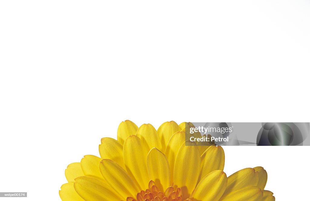 Sunflower, part of