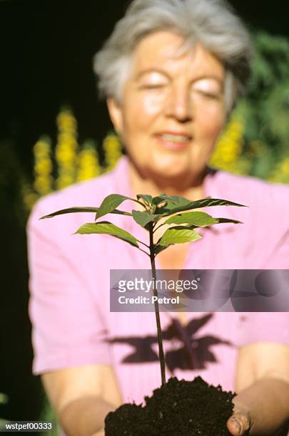 senior woman planting, focus on foreground - pflanzliches entwicklungsstadium stock-fotos und bilder