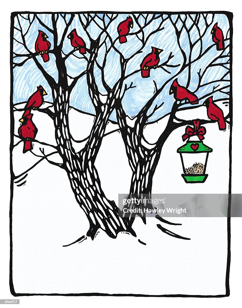 Cardinals & Bird Feeder