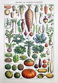 19th century illustration about garden vegetables