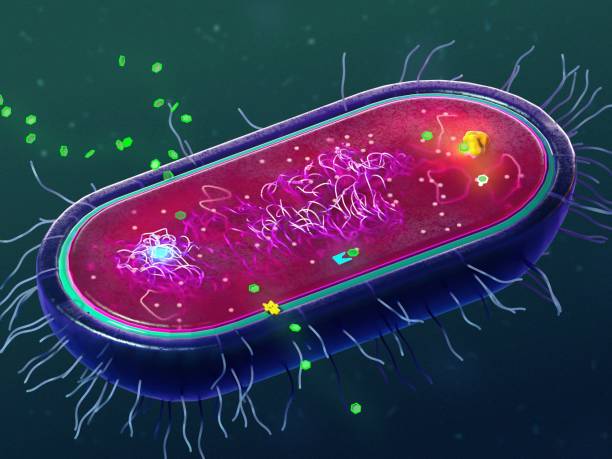 Antibiotic resistance mechanisms of bacteria, illustration
