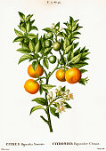 Bitter orange tree with fruits | Antique Botanical Illustrations