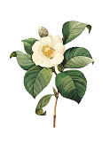 Camellia japonica | Redoute Flower Illustrations