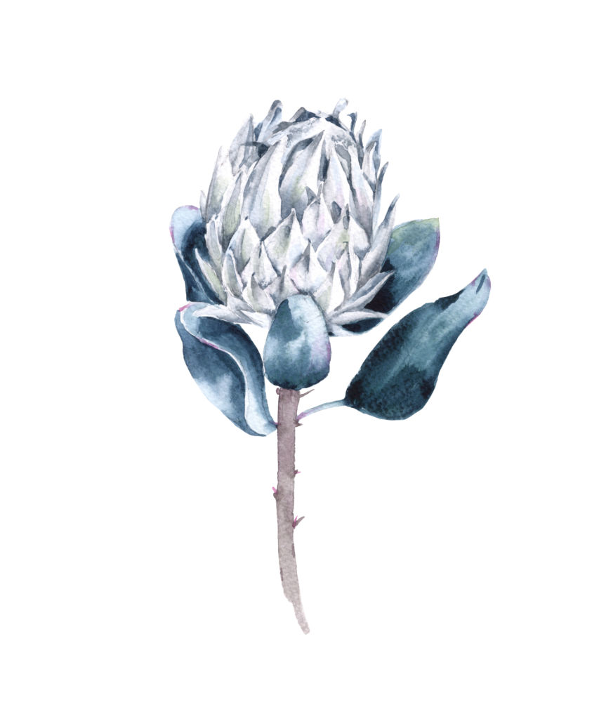 Flower of White Protea