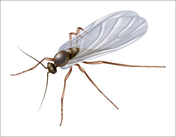 How To Get Rid Of Fungus Gnats