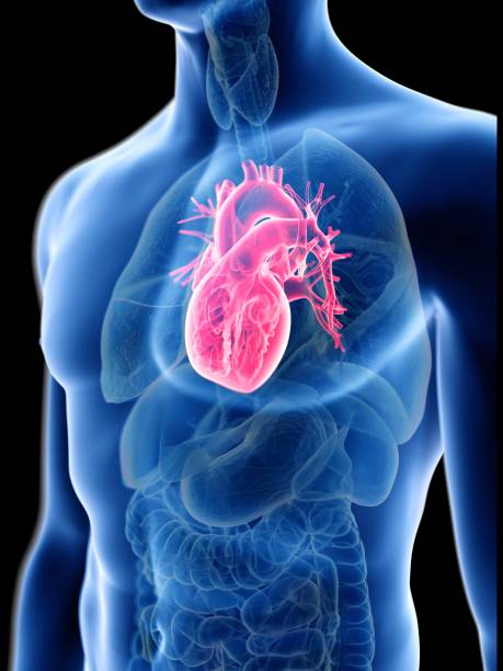 ilustraciones, imágenes clip art, dibujos animados e iconos de stock de illustration of a man's heart - cardiology