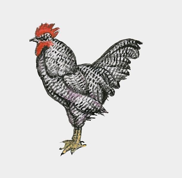 Illustration of Plymouth Rock chicken also known as Barred Rocks