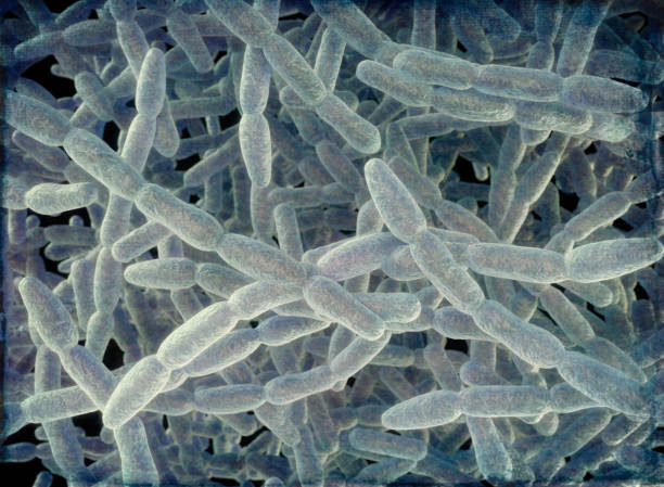 legionella pneumophila bacteria, illustration - レジオネラ菌点のイラスト素材／クリップアート素材／マンガ素材／アイコン素材