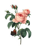Rosa centifolia | Redoubt Flower Illustrations