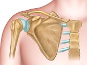 Shoulder bones anatomy