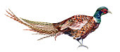 Watercolor pheasant.