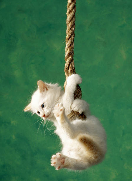white kitten on rope - hang in there stock pictures, royalty-free photos & images