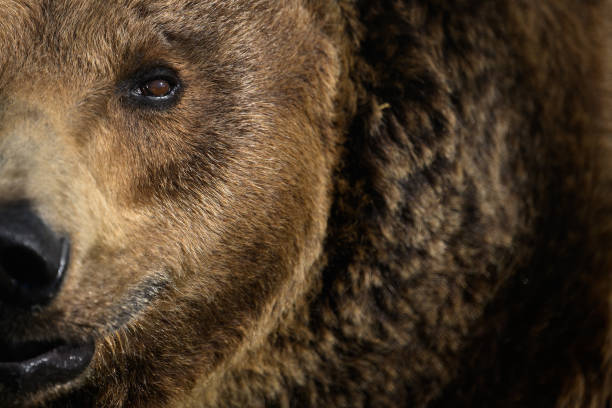 UKR: Wildlife Sanctuary Near Lviv Cares For Bears Evacuated From Kyiv Amid War