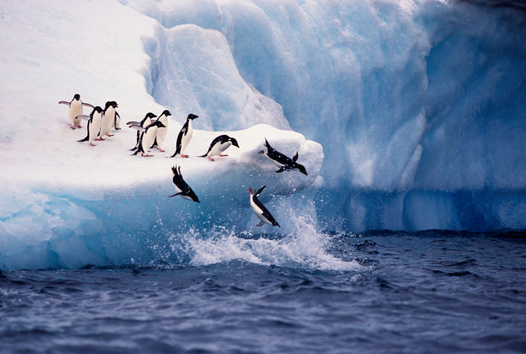 Penguins Jumping from Iceberg