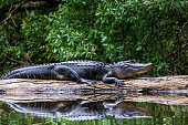 Adult Alligator Sunning on a Log