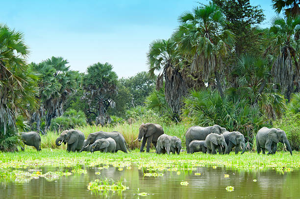african elephants drinking water at lake manze selous tanzania picture