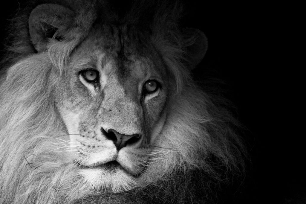 Black and White African Lion